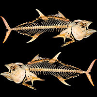 Fish Skeletons