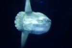 Oceanic Sunfish (Mola mola), Tetraodontiformes, Molidae, AAAD01_168