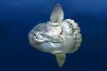 Oceanic Sunfish (Mola mola), Tetraodontiformes, Molidae, AAAD01_177