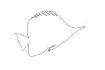 Long-nose Butterfly Fish Outline, (Forcipiger flavissimus), line drawing, shape, AAAV01P01_12O