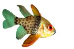 Orbiculate Cardinalfish, (Apogon orbicularis), Perciformes, Percoidei, Percoidea, Apogonidae, photo-object, object, cut-out, cutout, AAAV01P02_12F