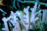 Blue-Green Chromis, (Chromis viridis), Perciformes, Pomacentridae, damselfish, AAAV01P04_08.4091
