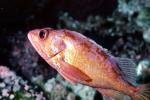 Red Rockfish, AAAV01P06_11