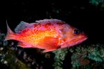 Red Rockfish, AAAV01P06_12.4091
