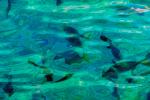 water texture, fish, tropical, Xel-Ha, Quintana Roo, AAAV01P08_17.4091