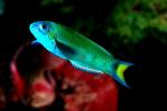 Parrotfish, AAAV01P09_15.4091