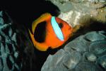 Tomato Clownfish Underwater, (Amphiprion frenatus), Perciformes, Pomacentridae, AAAV01P09_16.1567