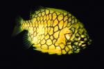 Pinecone Fish, (Monocentris japonica), Beryciformes, Monocentridae, AAAV01P10_09.1567