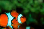 Nemo, Percula Clownfish, (Amphiprion percula), Perciformes, Pomacentridae, anemonefish, AAAV01P10_15.4091