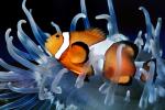 Nemo Fish, Percula Clownfish, (Amphiprion percula), Perciformes, Pomacentridae, anemonefish, AAAV01P11_11