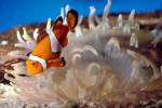 Nemo Fish, Percula Clownfish, (Amphiprion percula), Perciformes, Pomacentridae, anemonefish, AAAV01P11_12.4091