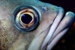 Eye of a Rockfish, AAAV01P12_01.2563