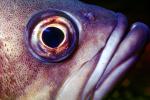 Rockfish Eye and Mouth, AAAV01P12_01