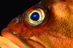 Rockfish Eye staring, AAAV01P12_09.4091