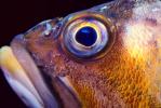 Rockfish Eye, AAAV01P12_11.2563