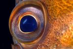 Rockfish Eye, AAAV01P12_14.2563