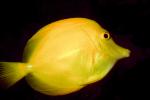 Yellow Tang fish, (Zebrasoma flavescens), Perciformes, Acanthuroidei, Acanthuridae, surgeonfish, AAAV01P13_17.4091
