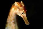 Seahorse profile, AAAV01P14_10