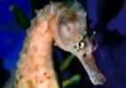 Seahorse staring face, AAAV01P14_13