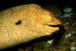 California Moray Eel, (Gymnothorax mordax), Anguilliformes, Muraenidae, eyes, AAAV02P01_15.4092