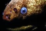 California Moray Eel, (Gymnothorax mordax), Anguilliformes, Muraenidae, eyes, AAAV02P01_16