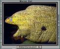 California Moray Eel, (Gymnothorax mordax), Anguilliformes, Muraenidae, eyes, AAAV02P01_17