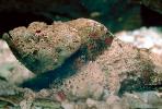 Deadly Stonefish, Reef Stonefish, (Synanceia verrucosa), Scorpaeniformes, Synanceiidae, venomous, scorpionfish, venemous, AAAV02P02_18.1707