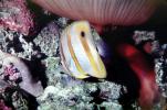 Long Nosed Butterflyfish, (Chetodon kleini), (Orange Butterflyfish), eyes, AAAV02P04_01
