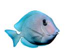 Atlantic blue tang surgeonfish, (Acanthurus coeruleus), Perciformes, Acanthuridae, photo-object, object, cut-out, cutout, AAAV02P06_17F.4092