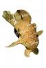 Tropical Anglerfish [Antennarildae] photo-object, AAAV02P10_11B