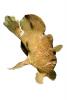 Tropical Anglerfish [Antennarildae], photo object, cutout, photo-object, cut-out, AAAV02P10_11F
