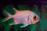 Blotcheye Soldierfish, (Myripristis berndti), Beryciformes, Holocentridae, SquirrelFish, AAAV02P12_01.2563