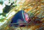 Pink Skunk Anemonefish, (Amphiprion perideraion), Pomacentridae, Clownfish, Anemone, AAAV02P12_15.2563