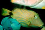 Undulated Triggerfish, (Balistapus undulatus), Tetraodontiformes, Balistidae, orange-lined triggerfish, orange-striped triggerfish, AAAV02P13_07.4092