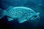 Blue rockfish, (Sebastes mystinus), AAAV02P15_16