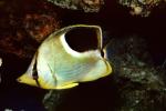 Reef Butterflyfish (Chaetodon sedentarius), Perciformes, Siganidae, AAAV03P02_04