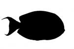 Tang silhouette, Acanthuridae, shape, logo, AAAV03P03_01M.4092