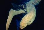 California Moray Eel, (Gymnothorax mordax), Anguilliformes, Muraenidae, AAAV03P05_08.1707