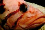 Tiger Rockfish, (Sebastes nigrocinctus), Scorpaeniformes, Scorpaenoidei, Scorpaenidae, banded, black-banded, eyes, AAAV03P05_14.4092