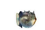 Shaw's Cowfish, (Arcana aurita}, photo-object, object, cut-out, cutout, AAAV03P06_12F