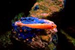 goby, blenny, AAAV03P10_03.2563