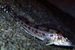 Longspine combfish, (Zaniolepis latipiniis), Scorpaeniformes, Hexagrammidae, Zaniolepidinae, AAAV03P11_09