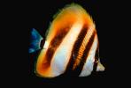 Butterflyfish, AAAV03P12_02.1707