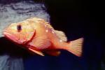 Rosy Rockfish (Sebastes rosaceus), Scorpaeniformes, Sebastidae, AAAV03P15_17