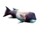 California Sheephead, (Semicossyphus pulcher), Perciformes, Labridae, wrass, photo-object, object, cut-out, cutout, AAAV04P02_04F