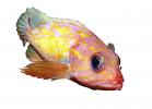 Rosy Rockfish (Sebastes rosaceus), Scorpaeniformes, Sebastidae, photo-object, object, cut-out, cutout, AAAV04P02_08F