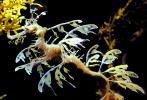 Seahorse, Leafy seadragon, (Phycodurus eques), Syngnathiformes, Syngnathidae, Camouflage, Seaweed, Biomimicry, AAAV04P06_15