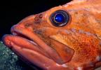 Red Rockfish Face, Eyes, Lips, Mouth, AAAV04P12_13