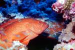 Coral Grouper (Cephalopholis miniata), Perciformes, Serranidae, seabass, AAAV05P01_07