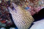 moray eel, Maldives, AAAV05P02_02